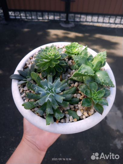 Суккуленты