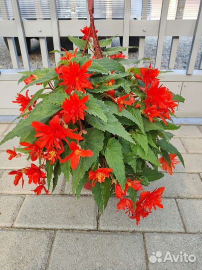 Бегония корневая ампельная Оранж беллекония