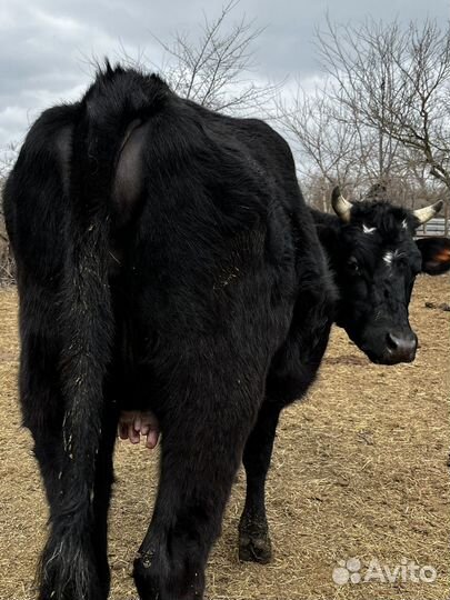 Коровы и телки