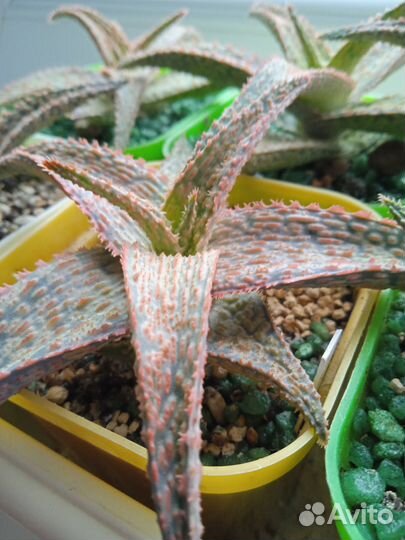 Алоэ рауха гибрид культивар коллекционный