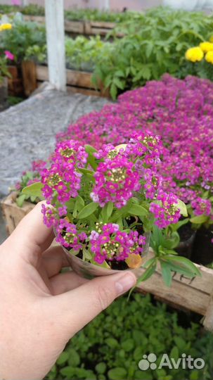 Алиссум кустовой