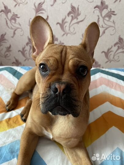 Продам кобеля