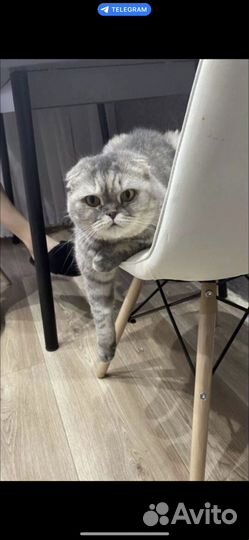 Шотландская вислоухая