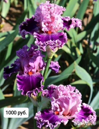 Ирисы сортовые