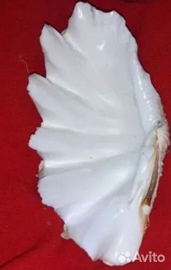 Раковины океанских моллюсков