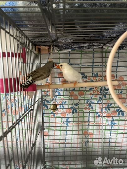 Зебровые амадины