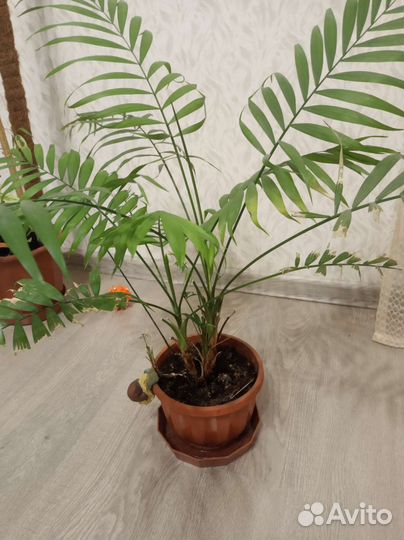 Офисные цветы