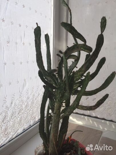 Кактус с оби