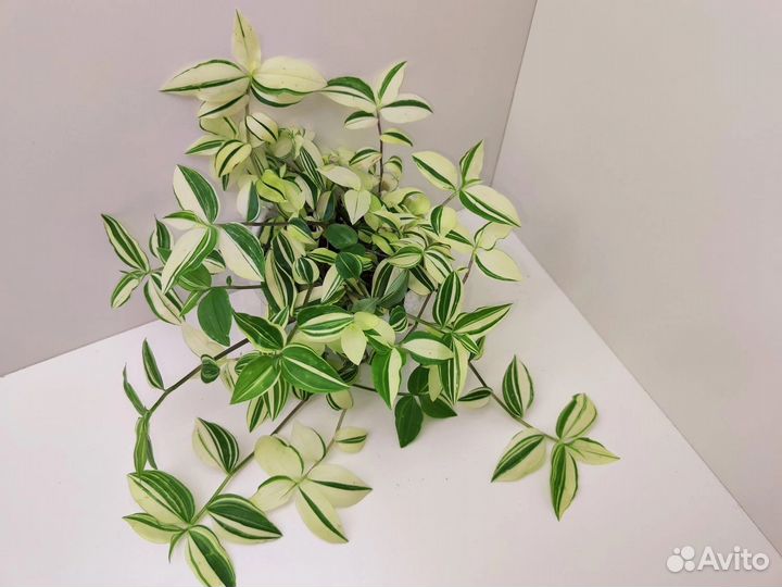 Традесканция тайская, нанук, зебрина, Рео