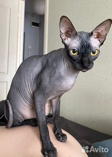Канадский сфинкс котенок девочка