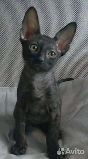 Корниш-рекс