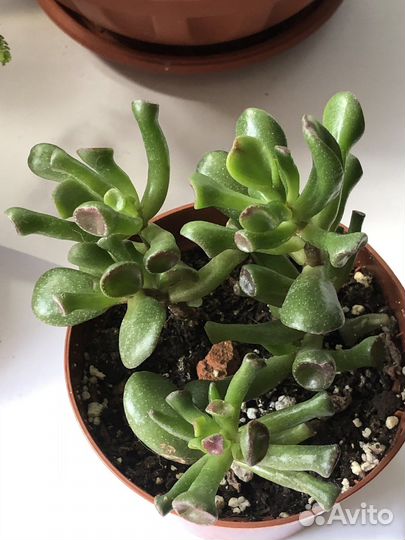 Крассула хоббит