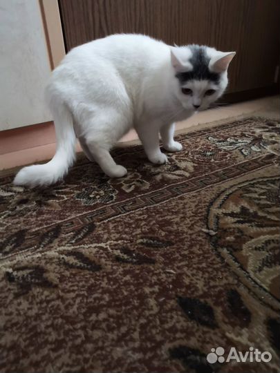 Отдам кошку в добрые руки