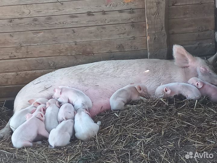 Продажа Свиней