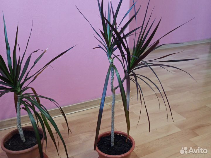 Пальма драцена