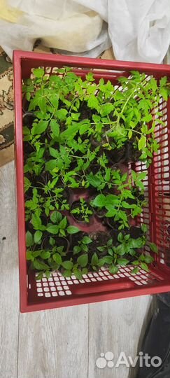 Рассада помидор перцев