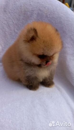 Щенки шпица