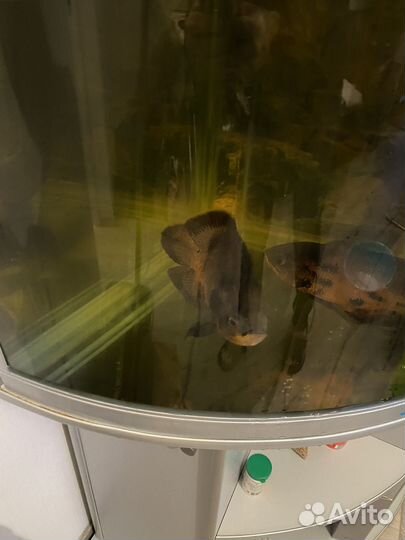 Аквариум угловой с тумбой