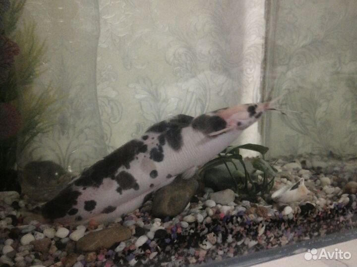 Сом клариус взрослый