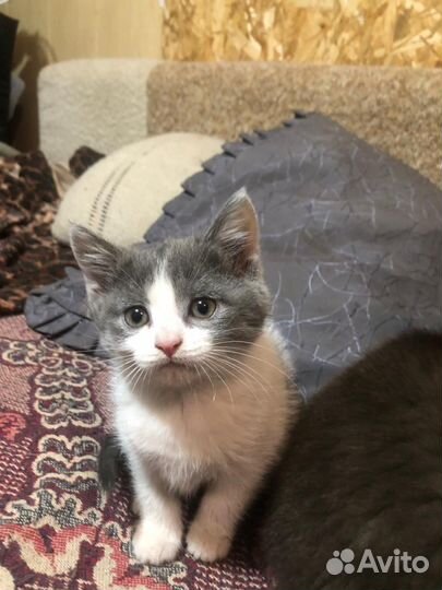Котята 1,5 месяца