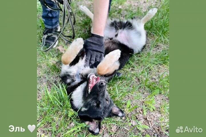 Небольшой молодой пёс Эль из приюта