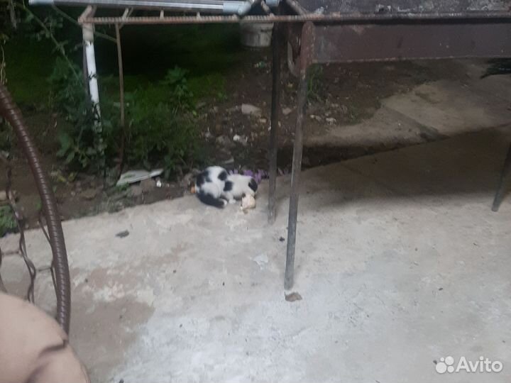 Вислоухие котята