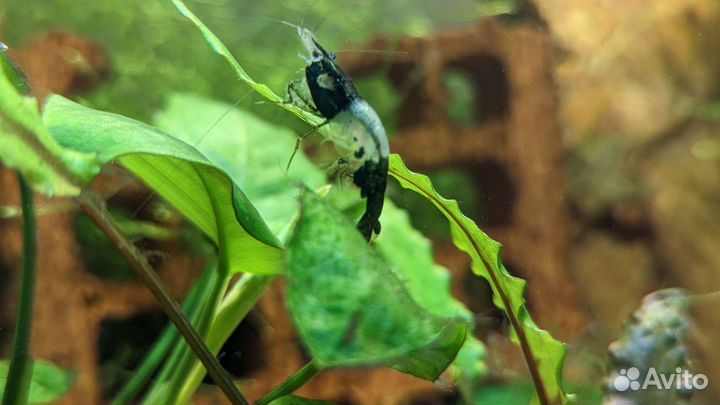 Аквариумные креветки