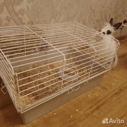 Декоративный кролик в добрые руки