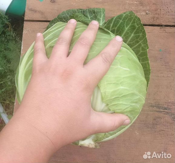 Капуста Белокочанная