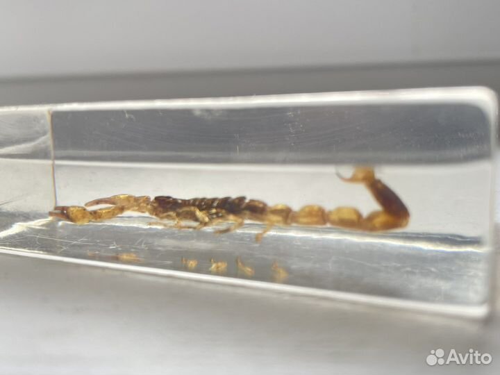 Настоящий скорпион в эпоксидной смоле