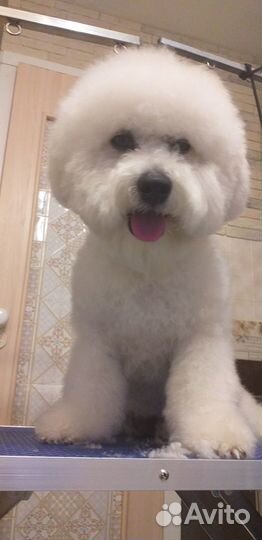 Парикмахер для животных