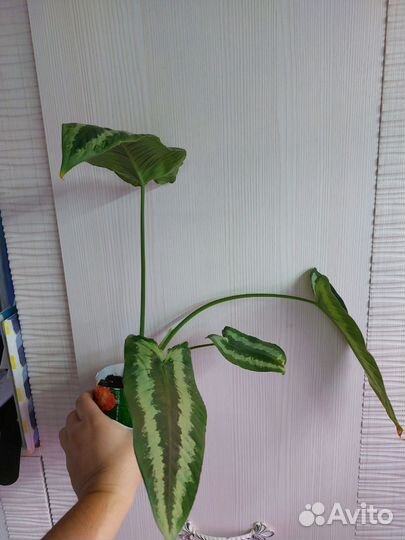 Шизматоглоттис