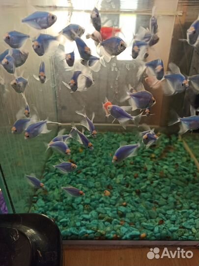 Аквариумные рыбки