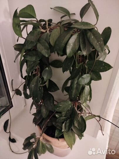 Комнатные домашние растения