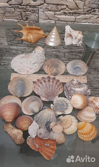 Морские ракушки и камушки