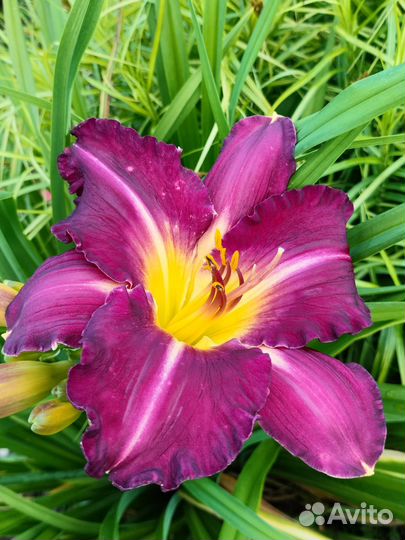 Многолетние растения для сада