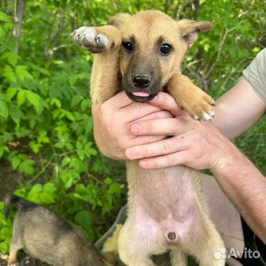 Собака в добрые руки отдам бесплатно
