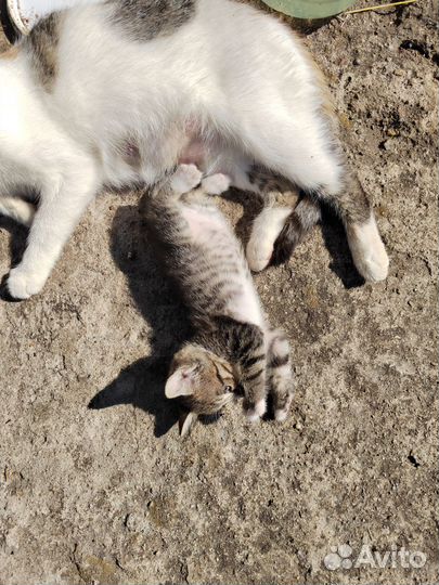 Котята в добрые руки 1 месяц