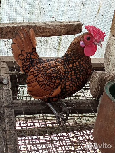 Сибрайт петушки. Пишите, Голуб Бакинец узбек курч