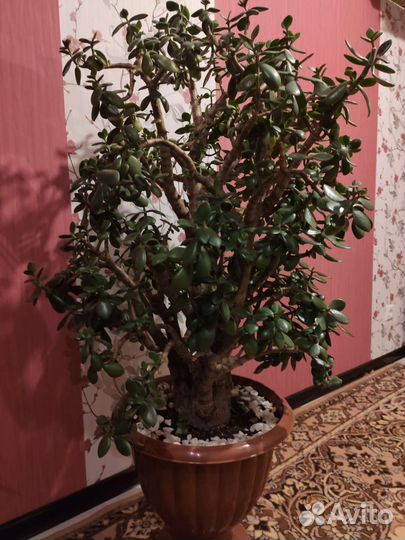 Красула или денежное дерево