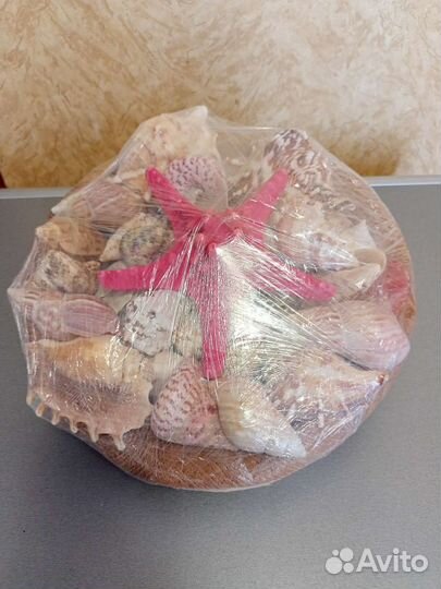 Морские ракушки раковины