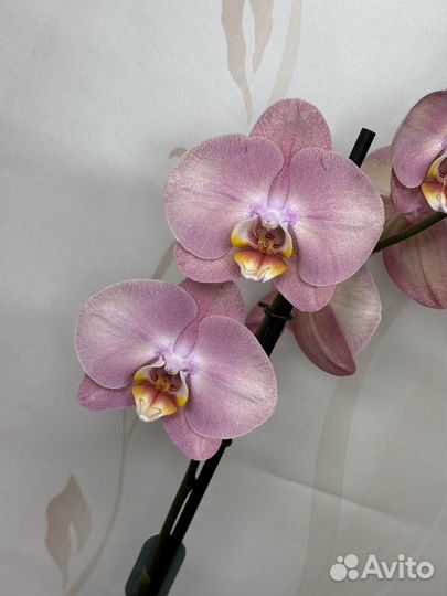 Орхидея фаленопсис