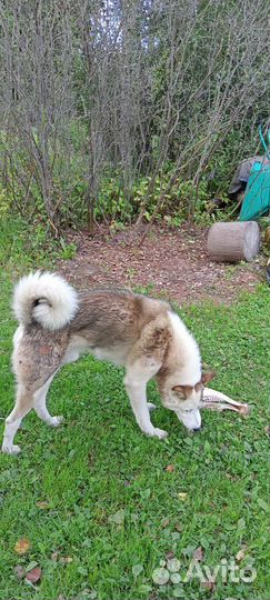 Хаски лайка