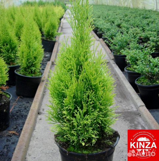 Туя колумна 1,22 м