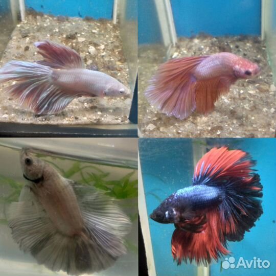 Аквариумные рыбы