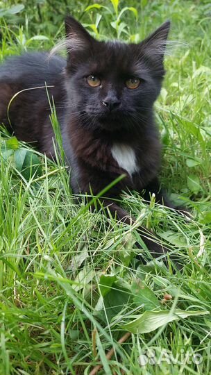 Кошечка 7 месяцев