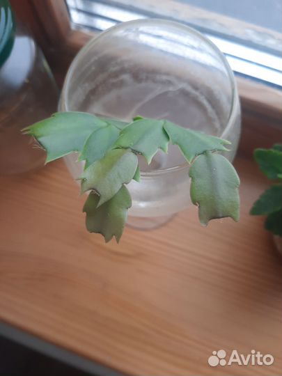 Декабрист коралловый