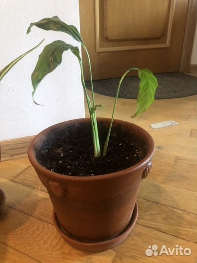 Спатифиллум в глиняном горшке