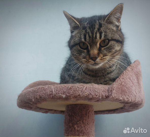 Котенок Кис