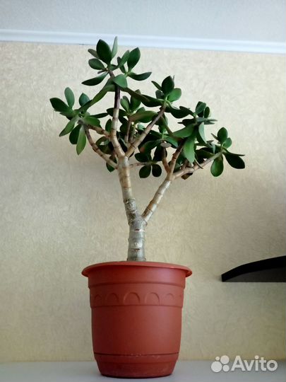 Денежное дерево толстянка